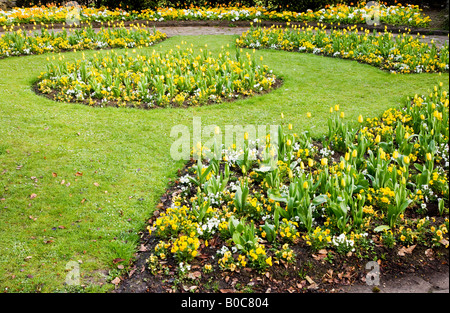 Fleurs de printemps officiel de tulipes jaunes et pensées dans la ville des jardins, Swindon, Wiltshire, England, UK Banque D'Images