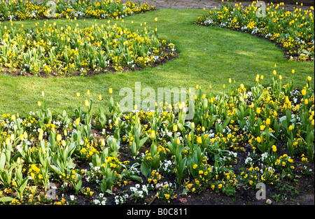 Fleurs de printemps officiel de tulipes jaunes et pensées dans la ville des jardins, Swindon, Wiltshire, England, UK Banque D'Images