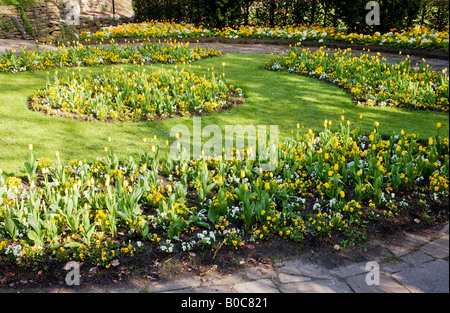 Fleurs de printemps officiel de tulipes jaunes et pensées dans la ville des jardins, Swindon, Wiltshire, England, UK Banque D'Images