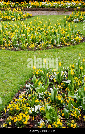 Fleurs de printemps officiel de tulipes jaunes et pensées dans la ville des jardins, Swindon, Wiltshire, England, UK Banque D'Images