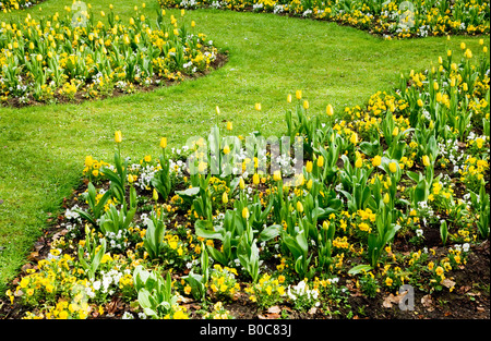 Fleurs de printemps officiel de tulipes jaunes et pensées dans la ville des jardins, Swindon, Wiltshire, England, UK Banque D'Images