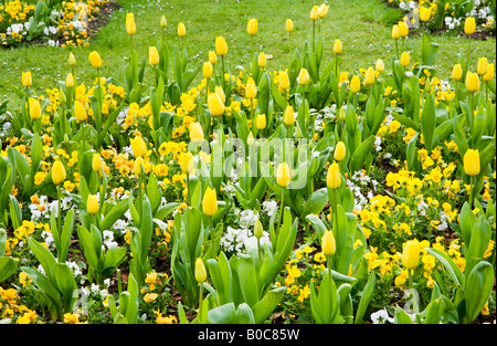 Fleurs de printemps officiel de tulipes jaunes et pensées dans la ville des jardins, Swindon, Wiltshire, England, UK Banque D'Images