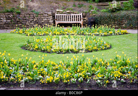 Fleurs de printemps officiel de tulipes jaunes et pensées dans la ville des jardins, Swindon, Wiltshire, England, UK Banque D'Images