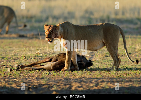 Une lionne (Panthera leo) à une carcasse de gnou in early morning light, désert du Kalahari, Afrique du Sud Banque D'Images