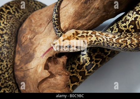 Prairie Kingsnake sur le dessus de la langue, avec la direction générale Banque D'Images