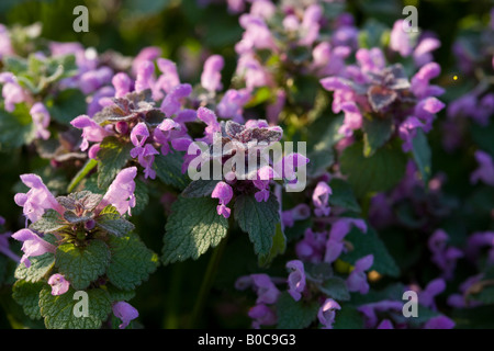 Repéré Deadnettle (Lamium maculatum) Banque D'Images