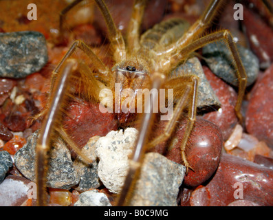 Camel Spider ou Wind Scorpion dans le désert de Dubaï aux Émirats arabes Unis Banque D'Images