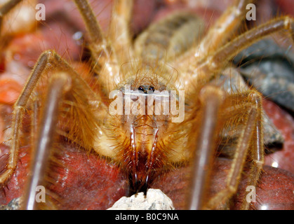 Camel Spider ou Wind Scorpion dans le désert de Dubaï aux Émirats arabes Unis Banque D'Images