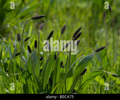 (Lancéole Plantago lanceolata) également connu sous le nom de feuilles étroites, commune ou plantain anglais. Banque D'Images