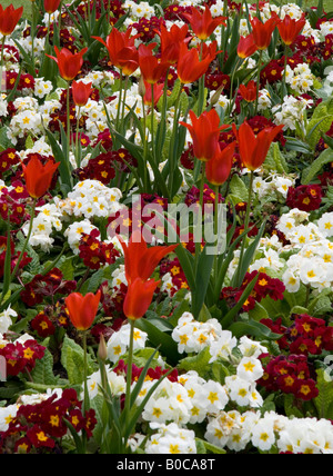Affichage des tulipes écarlates et rouge et blanc primulas, prise à Southport Botanic Gardens, printemps 2008. Banque D'Images
