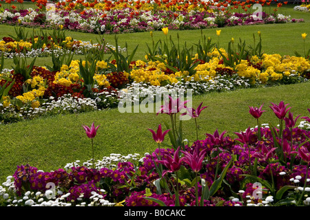 Parterres de Southport Botanic Gardens avec primevères tulipes et marguerites bellis prises printemps 20008. Banque D'Images