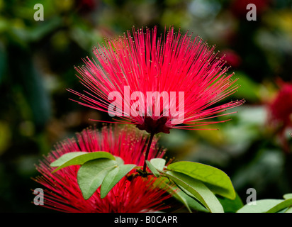 Nom commun, Powderpuff Arbre, Calliandra emarginata est un petit arbuste. Aussi connu sous le nom de Powder Puff nain ou Miniatures . Banque D'Images