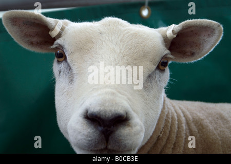 Close-up of Border Leicester mouton à Royal Highland Show. Banque D'Images