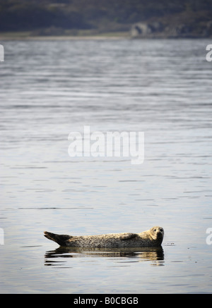 Un SCEAU COMMUN DANS LES EAUX AU LARGE DE LA CÔTE NORD-OUEST DE LA RÉGION DE KINTYRE, Ecosse, Royaume-Uni. Banque D'Images