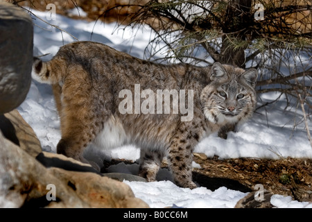 Chat sauvage Felis rufus walking in snow Banque D'Images