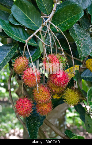 Ramboutans (Nephelium lappaceum) Banque D'Images