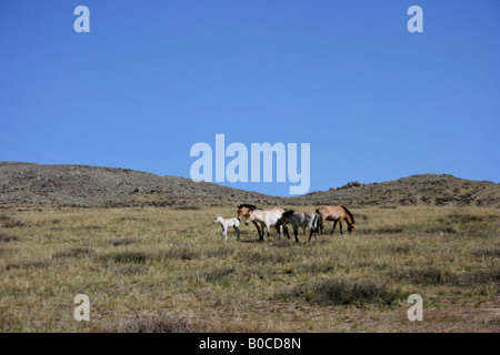 Le cheval de Przewalski dans le Parc National de Khustain Nuruu, Mongolie Banque D'Images