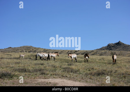 Le cheval de Przewalski dans le Parc National de Khustain Nuruu, Mongolie Banque D'Images