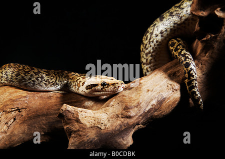 Vue de côté prairie Kingsnake Banque D'Images