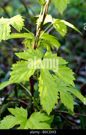 HUMULUS LUPULUS AUREUS AGM LE GOLDEN HOP Banque D'Images