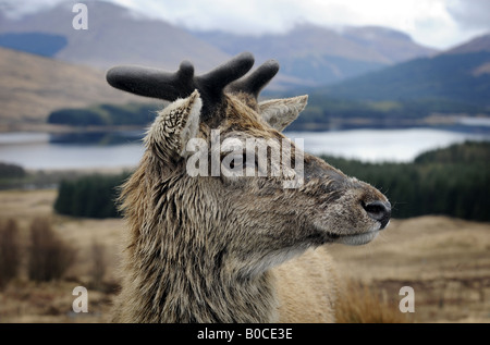 Un natif ÉCOSSAIS DEER REPRÉSENTÉE DANS LES HIGHLANDS D'ÉCOSSE Près de Glencoe, UK. Banque D'Images