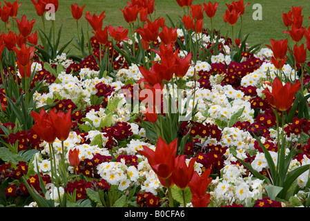 Affichage des tulipes écarlates et rouge et blanc primulas prises à Southport, Merseyside, jardins botaniques UK au printemps 2008. Banque D'Images