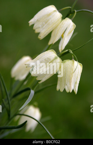 'Snakes blanc Head' Fritillary [Fritillaria meleagris], 'close up' de fleurs sauvages growing in field, England, UK Banque D'Images