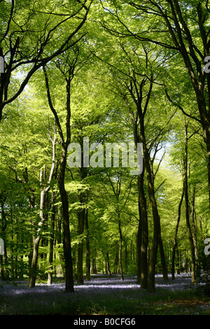 Hêtre [arbres] et [bluebell wood] au printemps, England, UK Banque D'Images