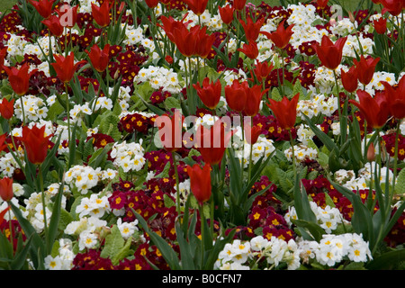 Affichage des tulipes écarlates et rouge et blanc primulas prises à Southport, Merseyside, jardins botaniques UK au printemps 2008. Banque D'Images