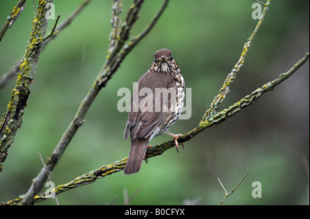 Grive musicienne Turdus philomelos oiseaux uk Banque D'Images