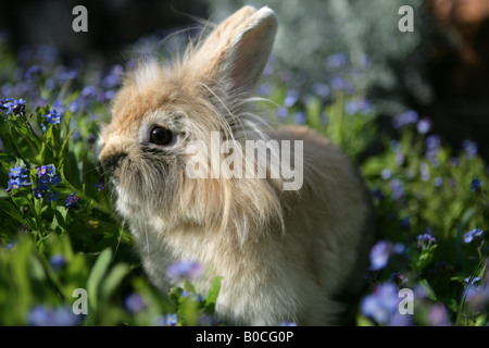 Lop français hibou cross lion lapin brun seule femelle adulte assis dans un jardin Banque D'Images