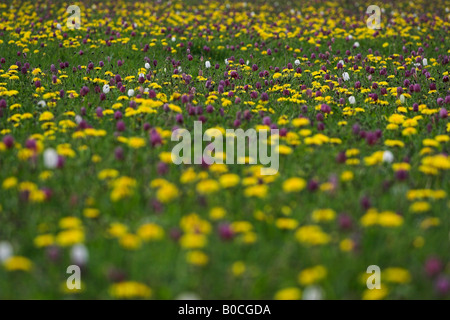 Wild Flower meadow [Couleur], 'Snakes Head' Fritillaries et pissenlits, "nord Meadow', Cricklade, Wiltshire, England, UK Banque D'Images