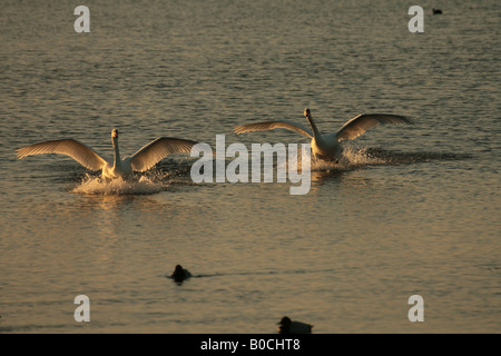 Deux cygnes tuberculés Cygnus olor l'atterrissage sur l'eau Banque D'Images