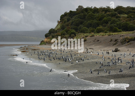 Pingouins sur une île dans le canal de Beagle Ushuaia Patagonie Argentine Amérique du Sud Banque D'Images