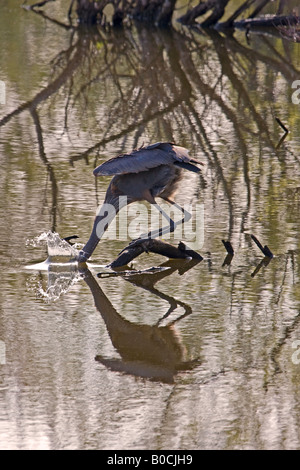 Grand Héron de la capture de poissons Banque D'Images