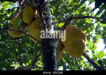 Une bande de jack fruits Banque D'Images