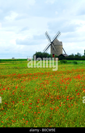 Paysage d'un ancien moulin à vent dans un champ de coquelicots, Bretagne France Banque D'Images