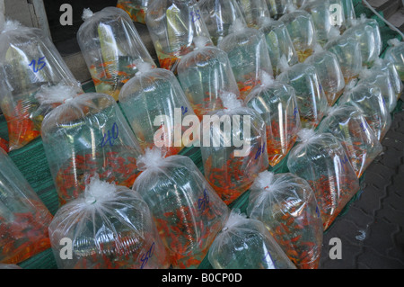 Beaux poissons dans le sac en plastique en vente, JJ market (Marché du week-end de chatachuk) Banque D'Images