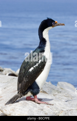 Shag Rock (phalacrocorax magellanicus), Sea Lion Island, Îles Falkland, Océan Atlantique Banque D'Images