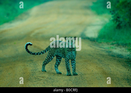 Leopard à l'aube - Parc national de Yala, au Sri Lanka. Banque D'Images