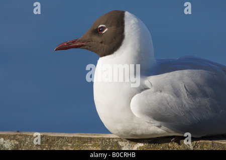 Mouette rieuse Larus ridibundus Black close up portrait Banque D'Images