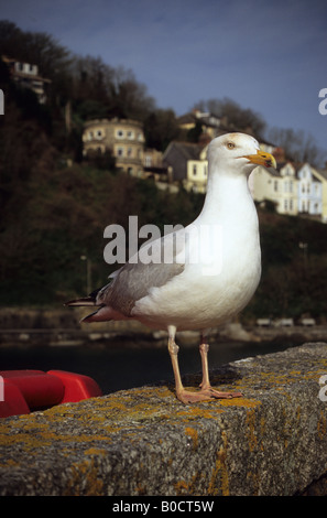 Seagull perché sur le mur du port de Cornwall Looe Banque D'Images