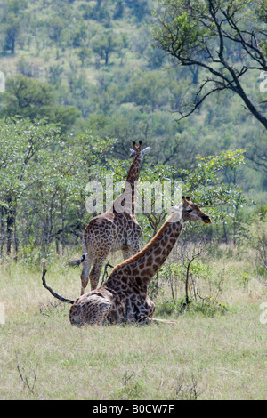 Les Girafes se reposant dans le bushveld Mopane, Kruger NP Banque D'Images