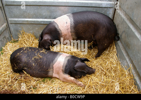 Les porcs saddleback in show pen Banque D'Images