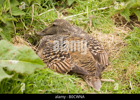 Femme camouflée (Eider (Somateria mollissima) sur son nid, Inner Farne, Iles Farne, Northumberland, England, UK Banque D'Images