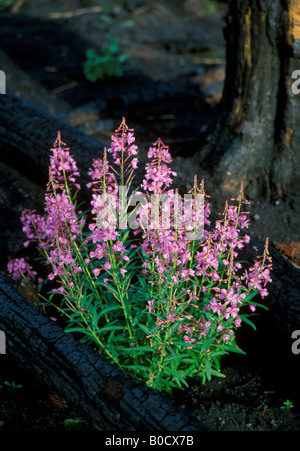 Fireweed Epilobium angustifolium floraison dans Charred Lodgepole Pine Forest 1988 feux de forêt Yellowstone NP WY USA , par Stan Osolinski/DPA Banque D'Images