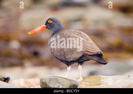(Huîtrier Haematopus bachmani) on beach, Sea Lion Island, East Falkland, îles Falkland, Océan Atlantique Banque D'Images