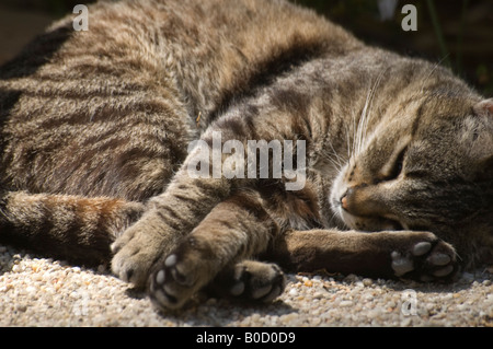 Chat gris tigré de dormir dans un endroit ensoleillé Banque D'Images