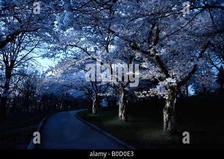 Arbres à fleurs lumineux de façon spectaculaire la nuit Banque D'Images