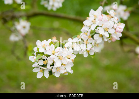 Apple Blossom Hampshire Angleterre Banque D'Images